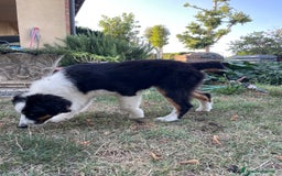 Australian Shepherd cani in vendita: Pastore australiano  a Provincia di Cuneo - Immagine 1
