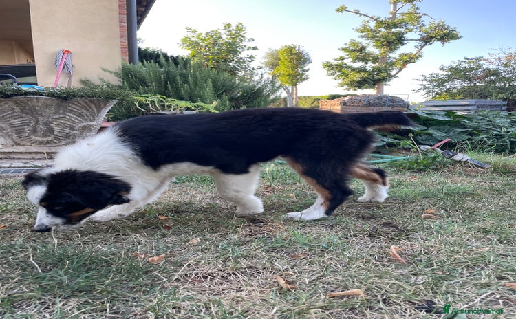 Australian Shepherd cani a Provincia di Cuneo - Annuncio 13