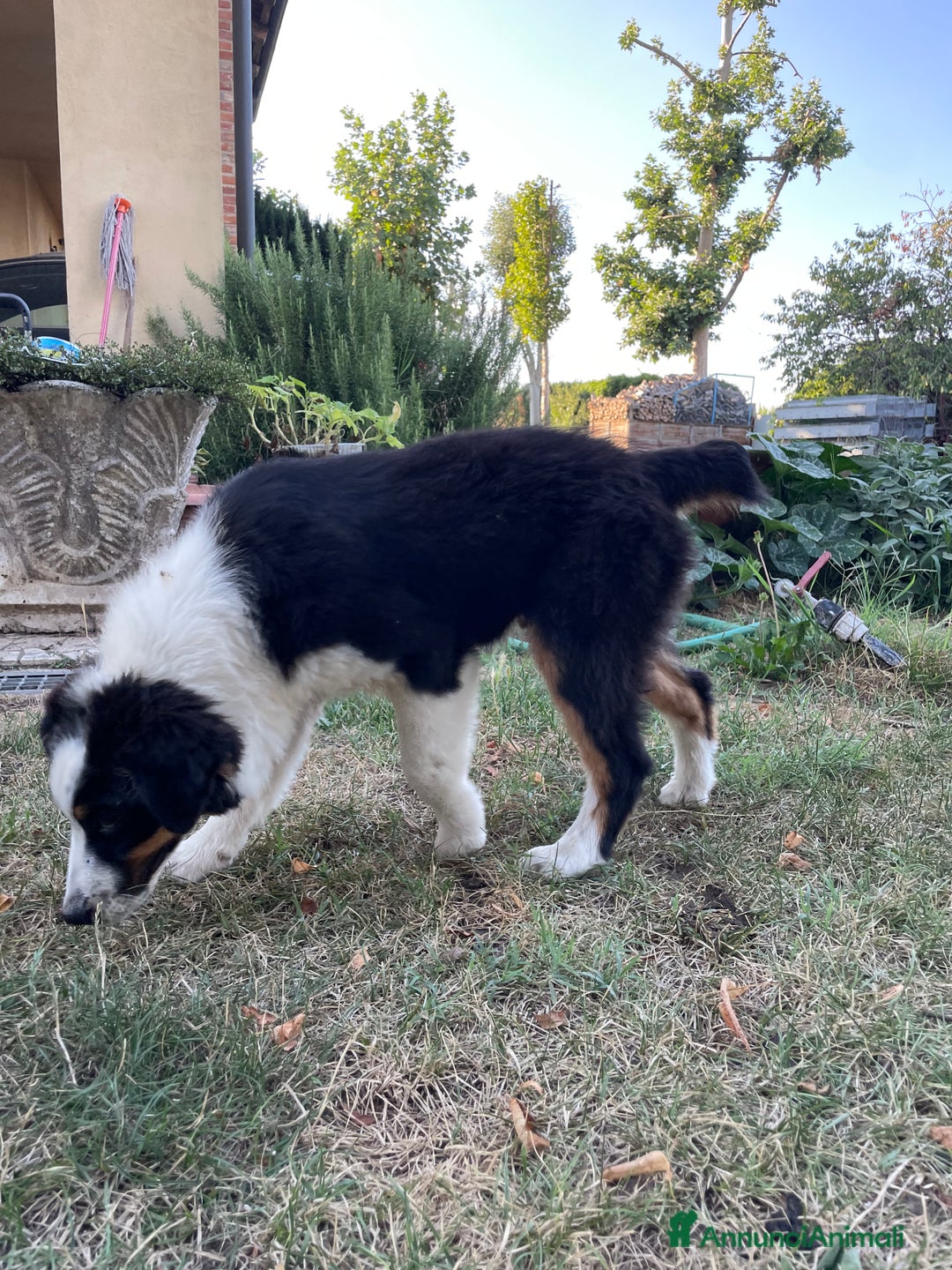 Australian Shepherd cani in vendita: Pastore australiano  a Provincia di Cuneo - Immagine 1
