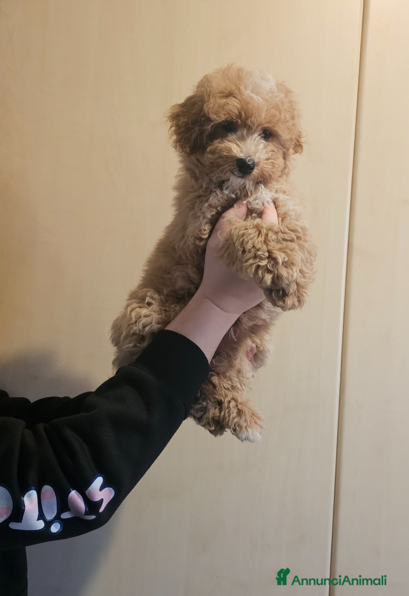 Maltipoo cani Cucciolo maltipoo particolor  - Annuncio 9