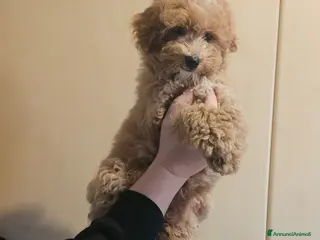 Maltipoo cani Cucciolo maltipoo particolor - Annuncio 9