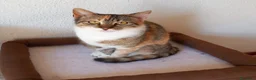 Europeo gatti in regalo: Karina, dolce micia tricolore in adozione! - Annuncio 4