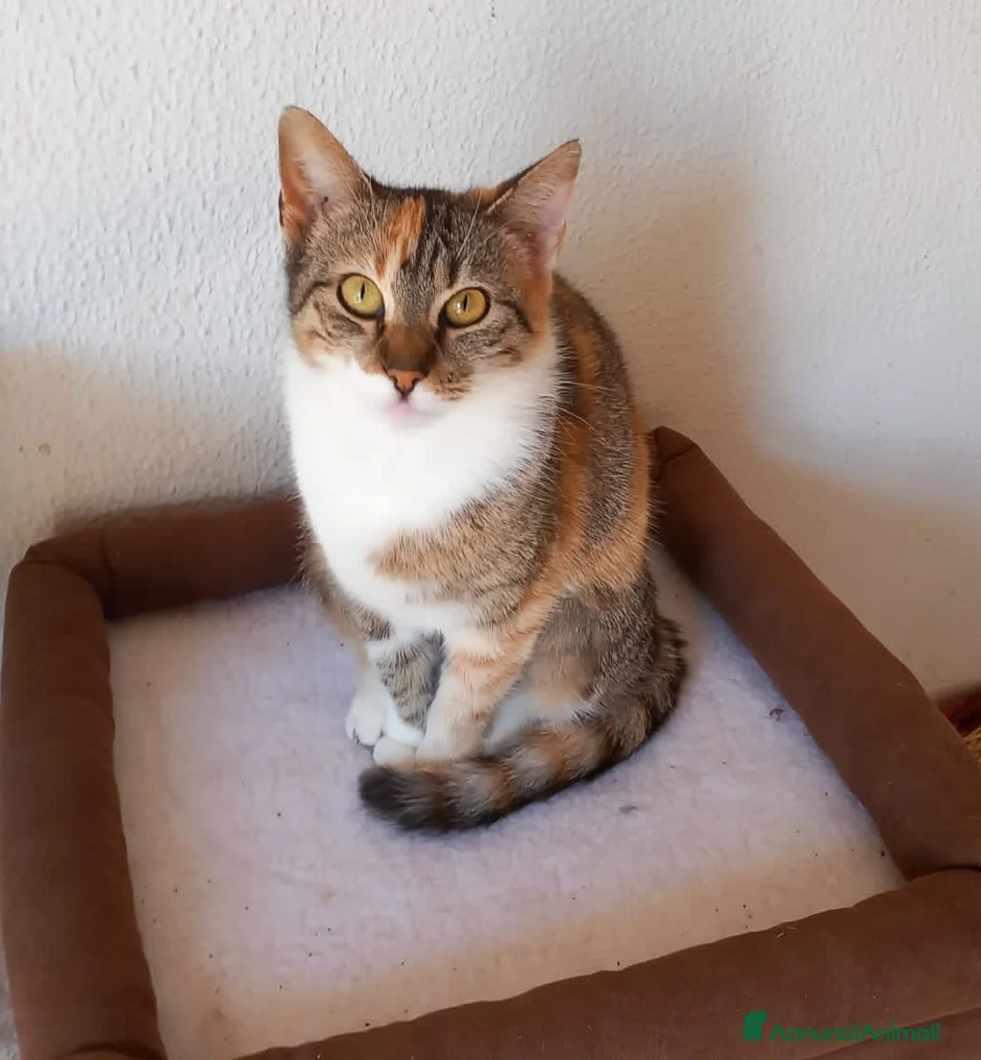 Europeo gatti in regalo: Karina, dolce micia tricolore in adozione! - Annuncio 4