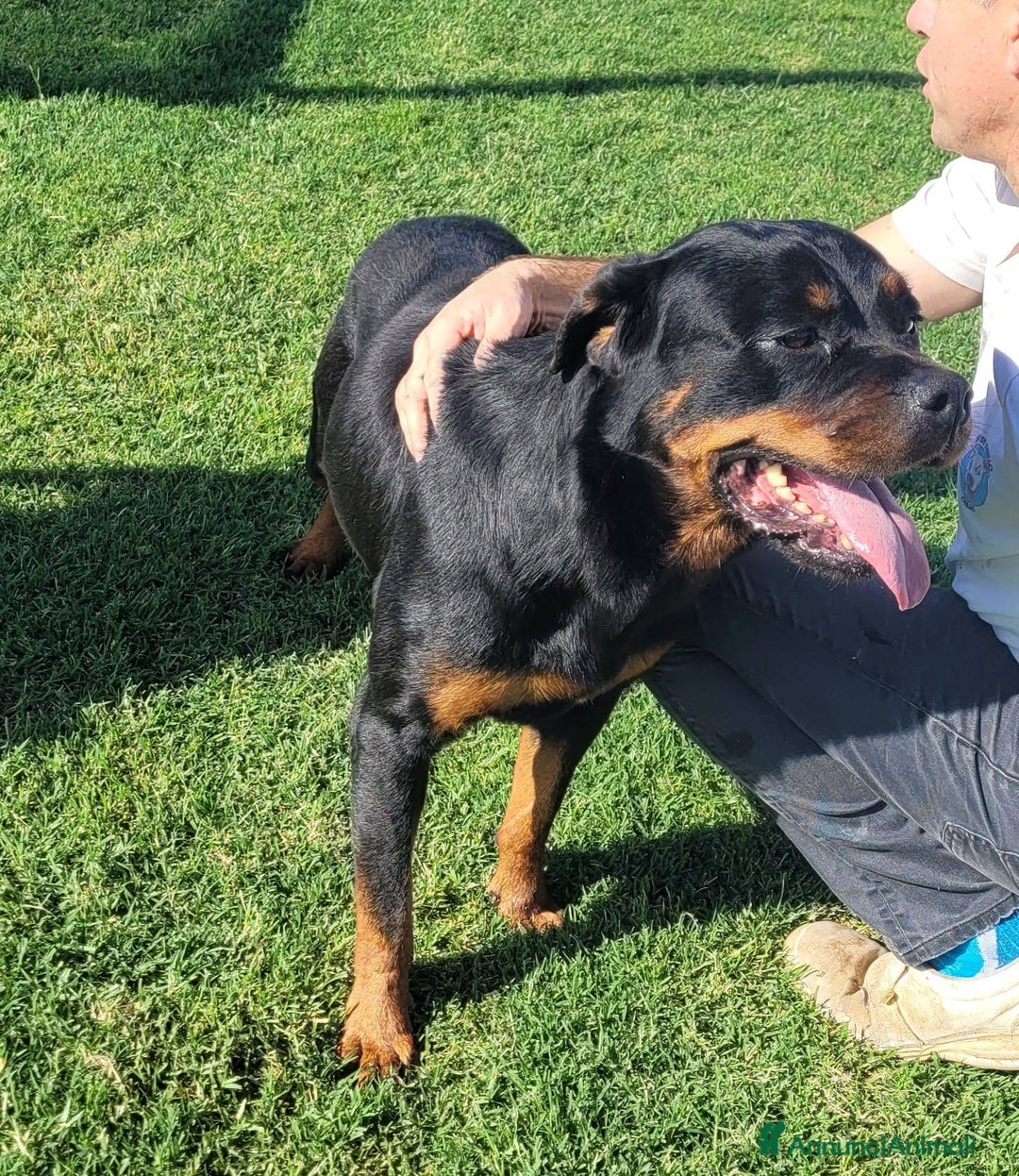 Rottweiler cani in regalo: Straordinaria Rottweiler di nome Beverly - Annuncio 12