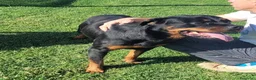 Rottweiler cani in regalo: Straordinaria Rottweiler di nome Beverly - Annuncio 12