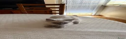 Sacro di Birmania gatti in vendita: Cuccioli incrocio Sacro di Birmania/Siamese a Città Metropolitana di Torino - Annuncio 6