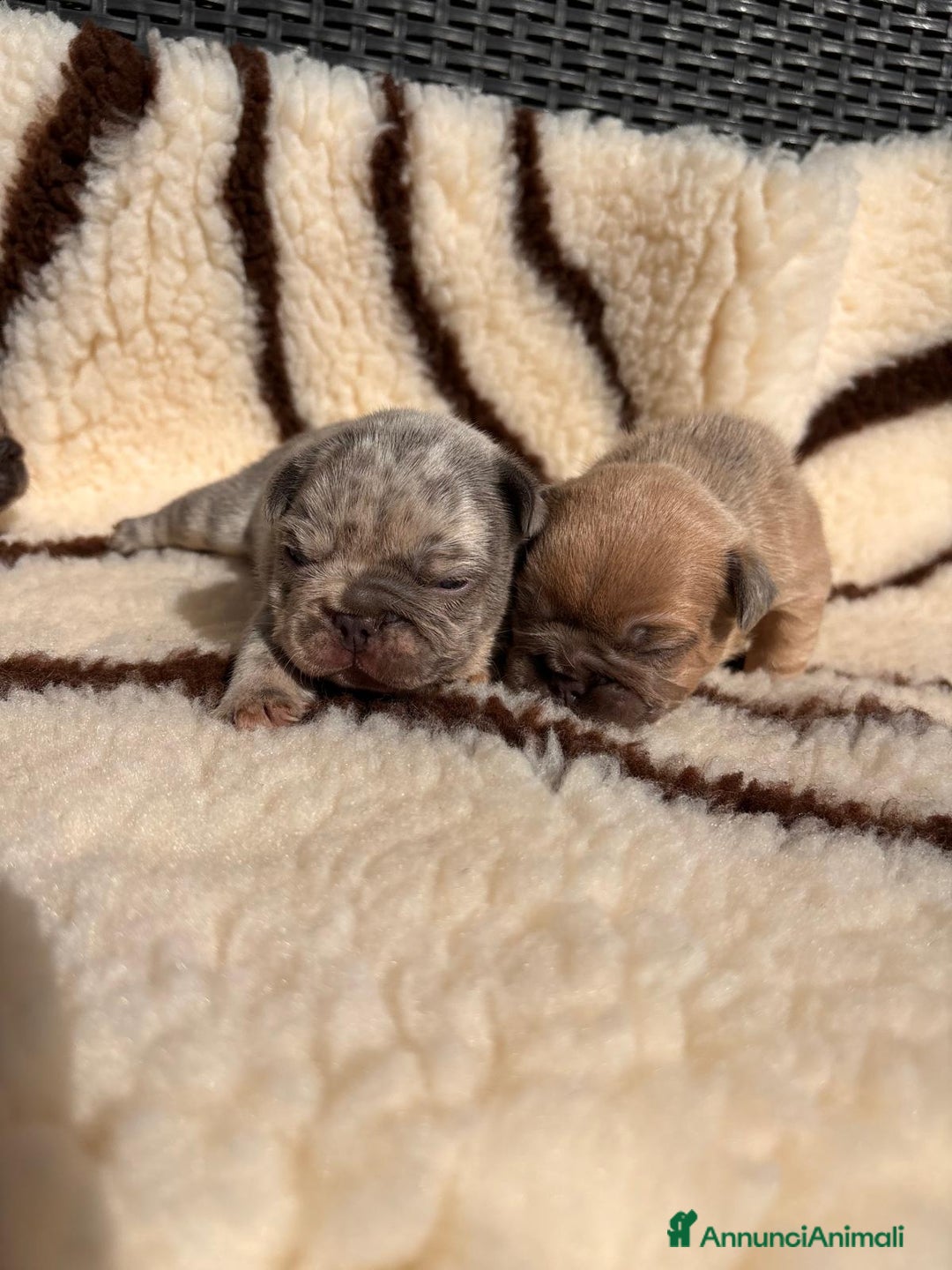 Bulldog Francese cani in vendita: Bulldog francese  - Annuncio 4