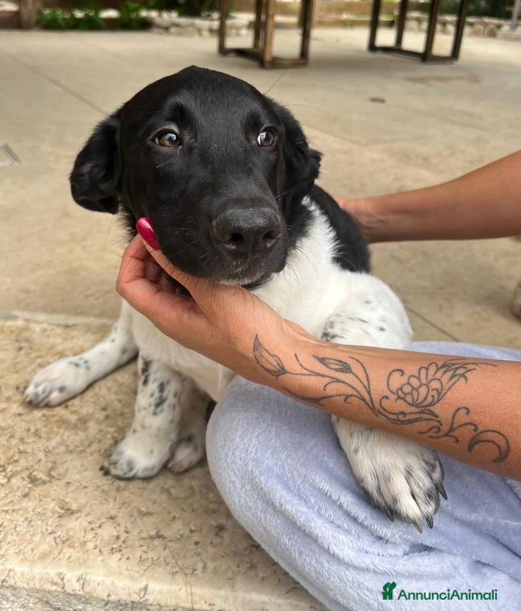 Meticcio cani CI ADOTTI? - Annuncio 38