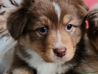 Australian Shepherd cani Cuccioli Australian Shepherd con pedigree - Annuncio 7