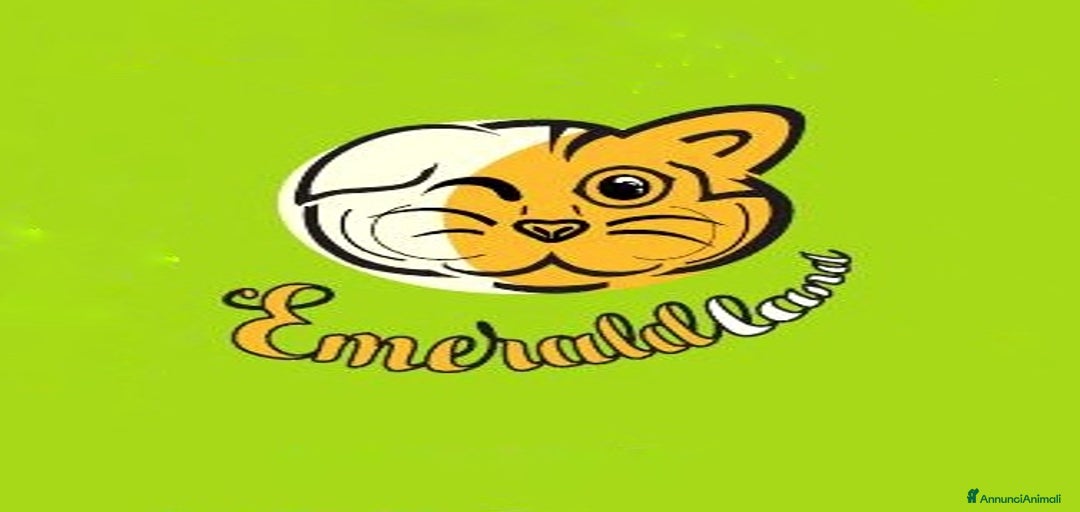 Immagine della galleria {{count}}