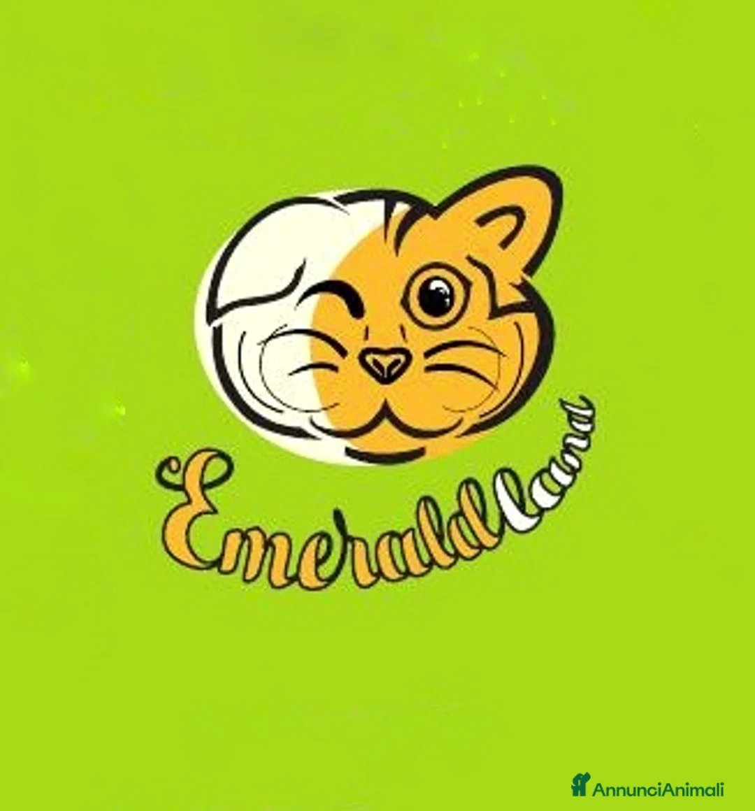 Immagine della galleria {{count}}