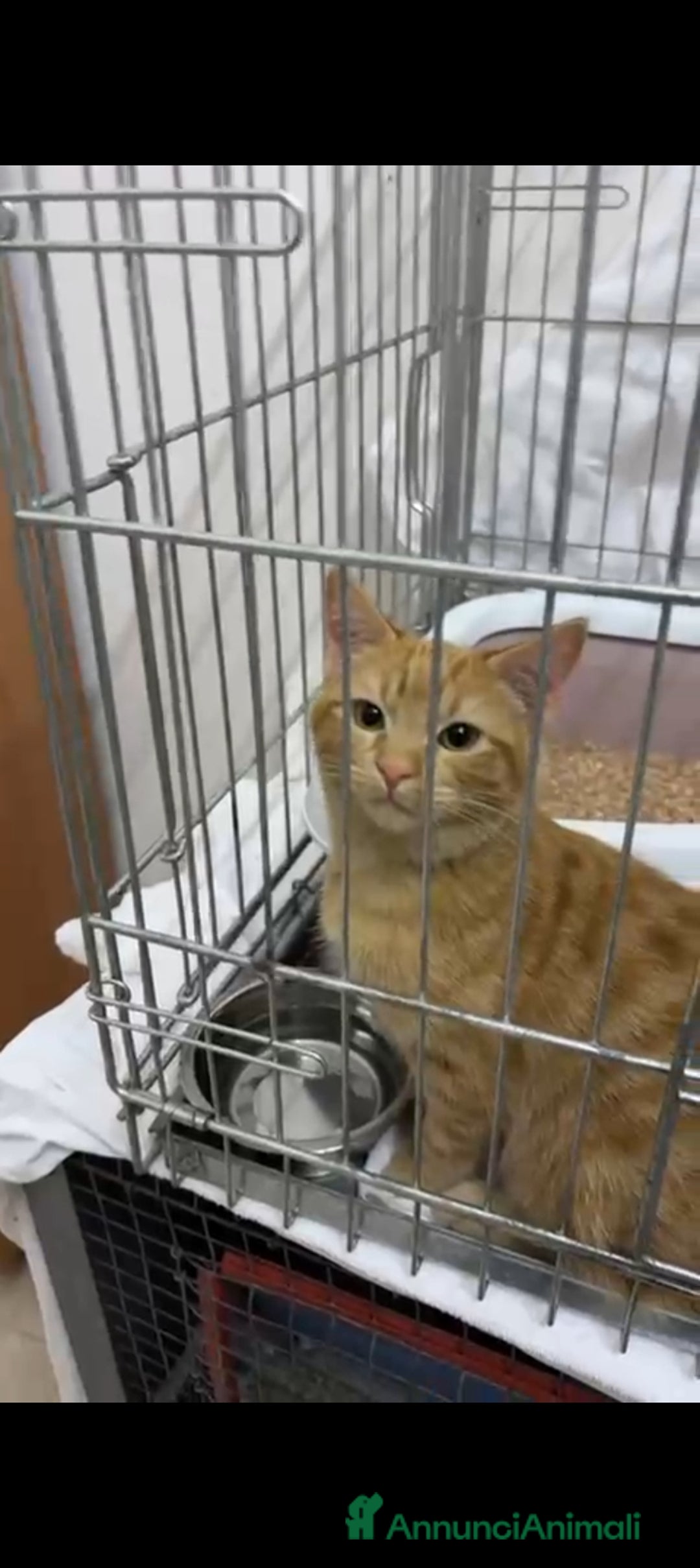 Altre razze gatti in regalo: Tarzan, dolcissimo, 4 mesi, cerca casa - Annuncio 3