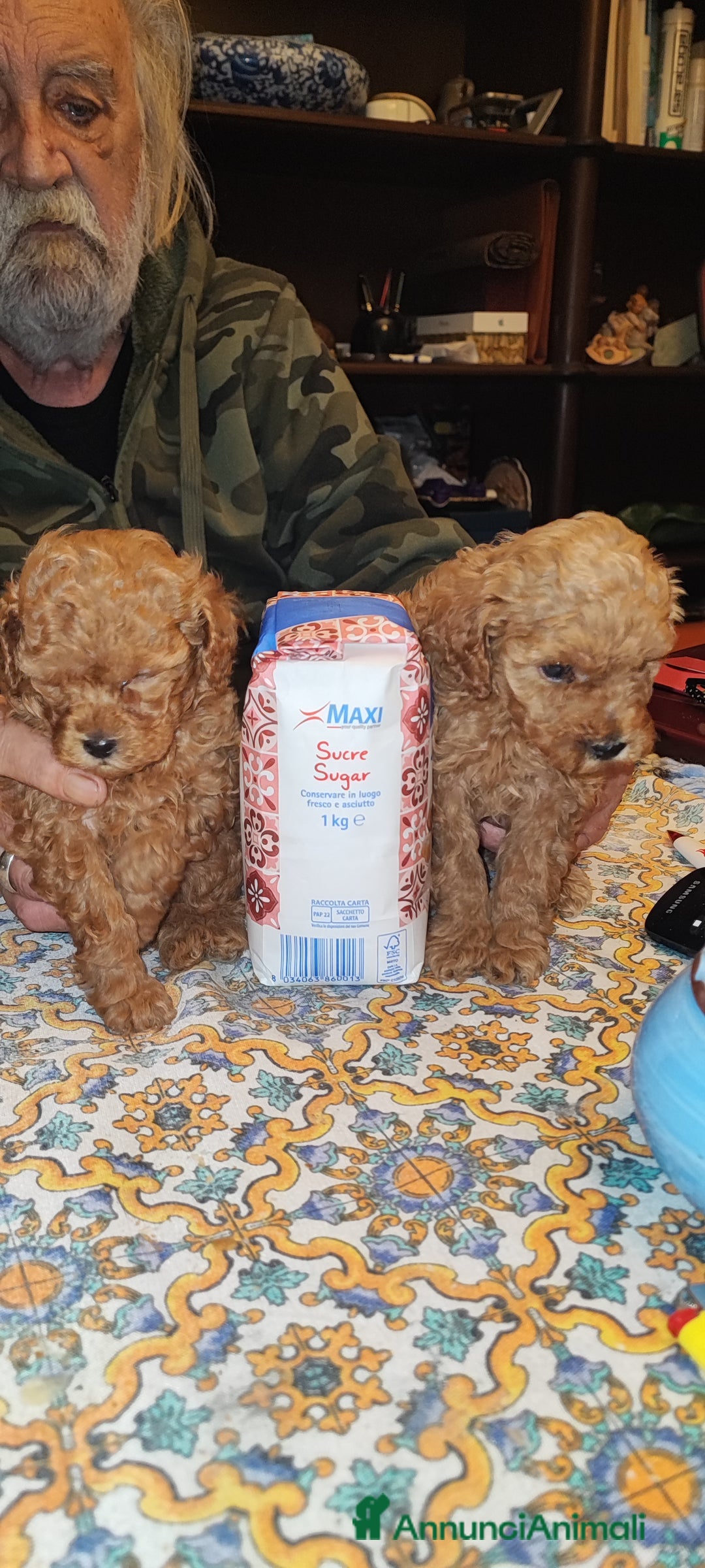 Barboncino Toy cani in vendita: Barboncini Toy  - Annuncio 2