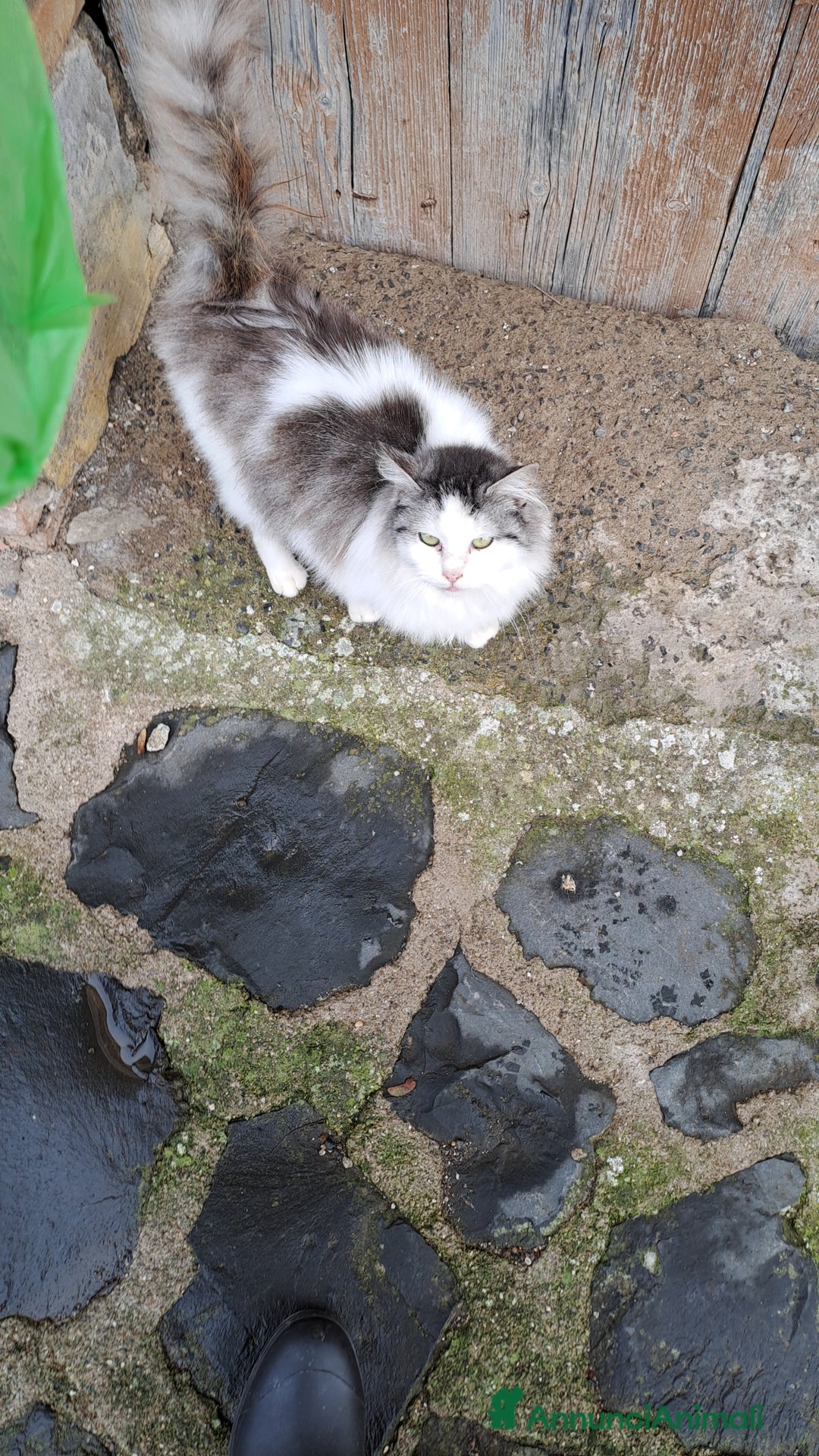 Europeo gatti in regalo: GATTINA A PELO LUNGO IN ADOZIONE - Annuncio 2