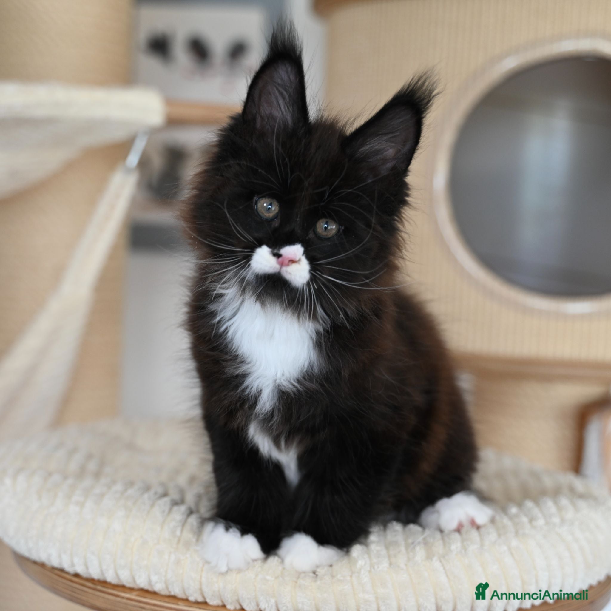 Maine Coon gatti 🏆 Top Cuccioli MCO ❤️ - Annuncio 1