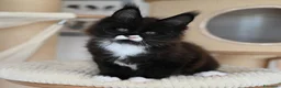 Maine Coon gatti in vendita: 🏆 Top Cuccioli MCO ❤️ - Annuncio 1