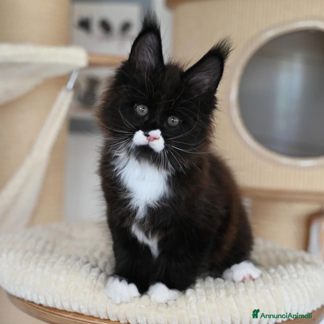 Maine Coon gatti in vendita: 🏆 Top Cuccioli MCO ❤️ - Annuncio 1