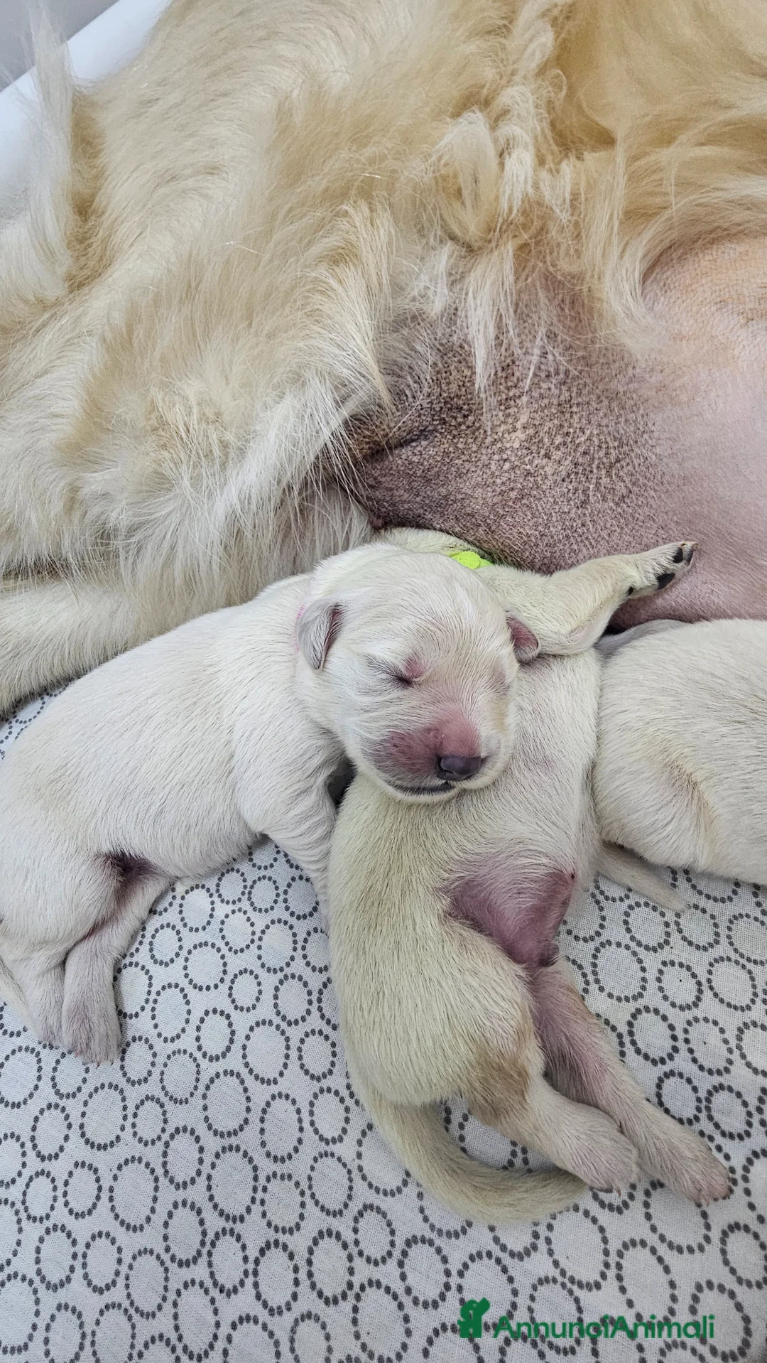 Golden Retriever cani in vendita: Cuccioli di Golden Retriever disponibili - Annuncio 2
