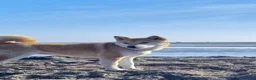 Shiba Inu cani in vendita: Cuccioli di shiba inu - 3 femminucce - - Annuncio 9
