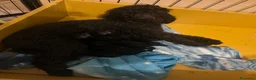 Barboncino cani in vendita: Barboncini neri nani con Pedigree Enci - Annuncio 4