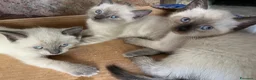 Siamese gatti in vendita: Siamesini Thai - Annuncio 6