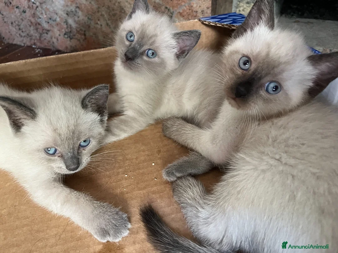 Siamese gatti in vendita: Siamesini Thai - Annuncio 6