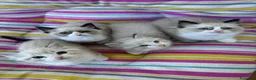 Ragdoll gatti in vendita: Famiglia ragdoll a Città Metropolitana di Torino - Annuncio 5