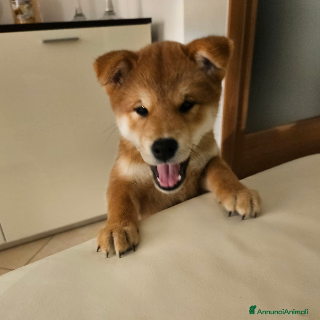 Shiba Inu cani in vendita: Cuccioli di Shiba inu - Annuncio 6