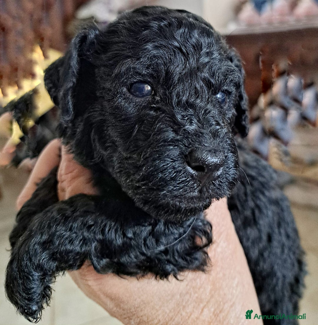 Barboncino cani in vendita: Barboncini nani  - Annuncio 3