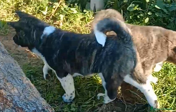 Akita Americano cani AKITA AMERICANO  - Annuncio 1