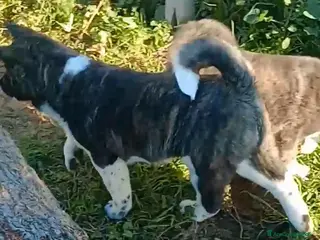 Akita Americano cani AKITA AMERICANO - Annuncio 1