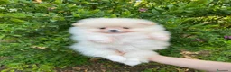 Volpino Pomerania cani in vendita: Ultimi cuccioli di Pomerania con pedigree  a Città Metropolitana di Genova - Annuncio 3