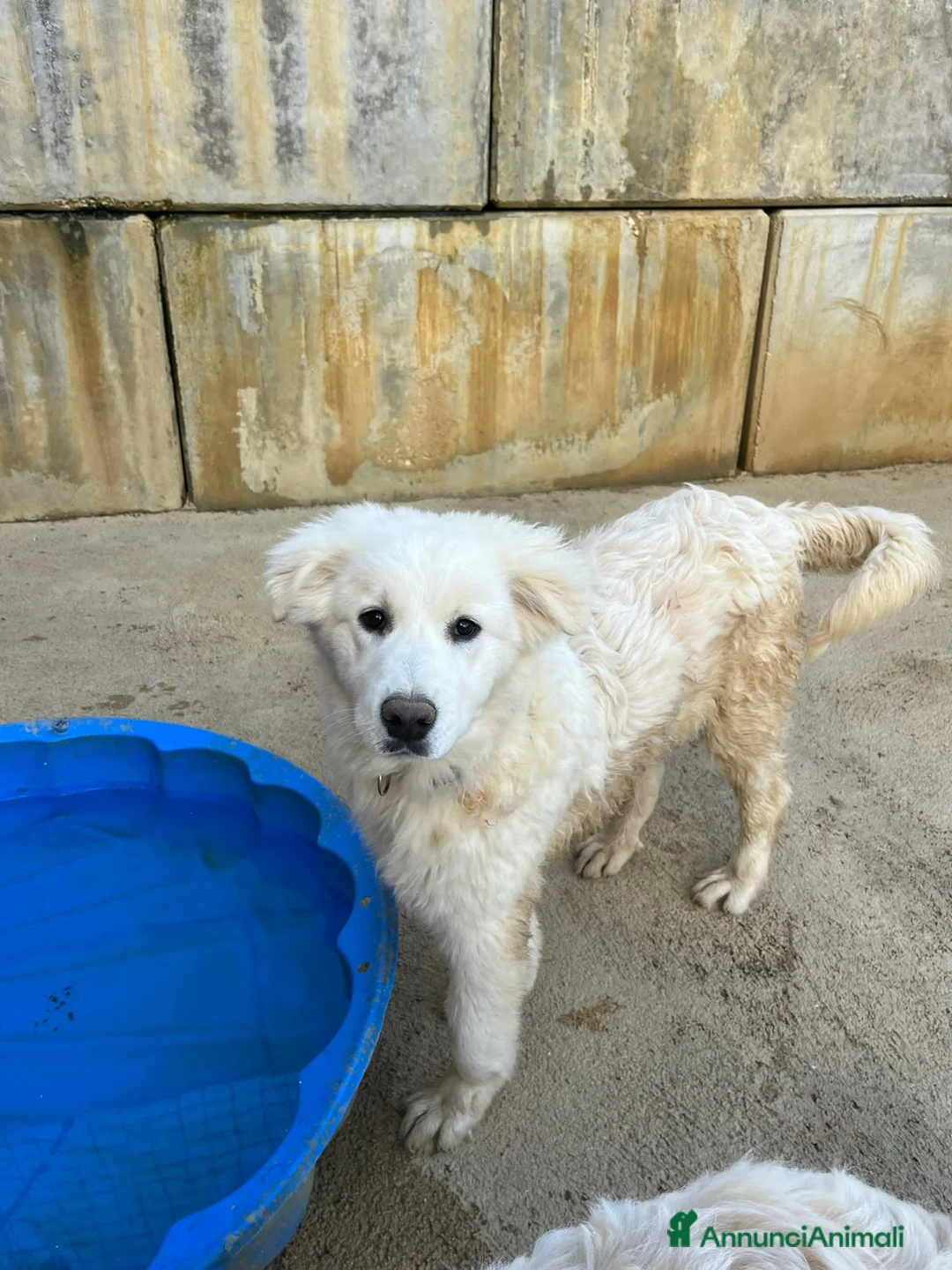 Meticcio cani in regalo: ADOR, AKON, ABEL E ALFIE,  - Annuncio 2