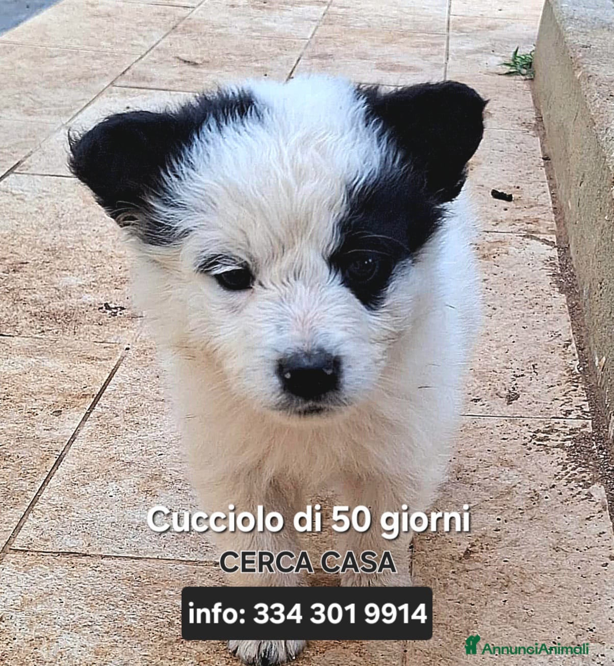 Meticcio cani ROMOLO 💙 cerca il suo posto nel mondo - Annuncio 2