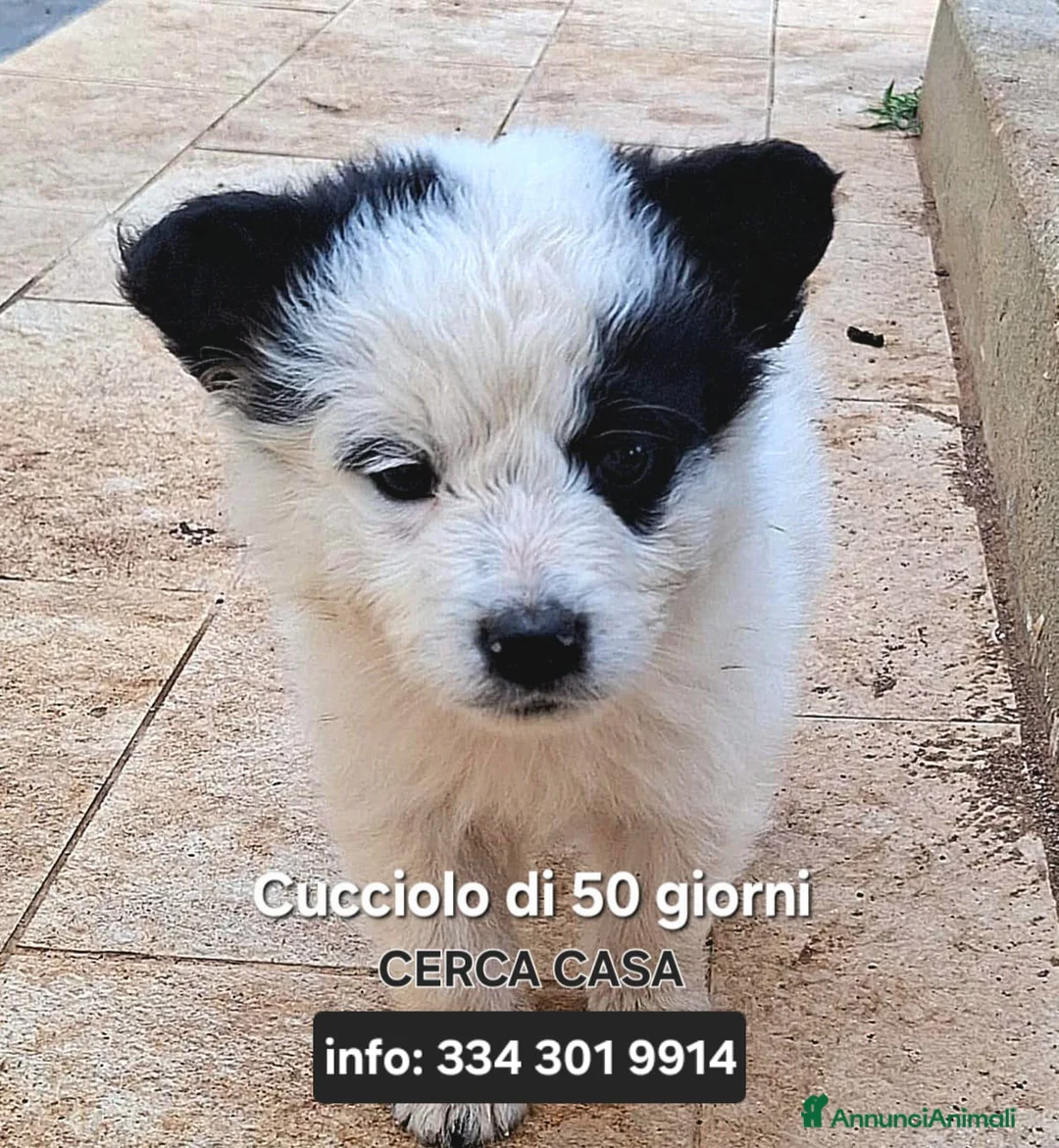 Meticcio cani in regalo: ROMOLO 💙 cerca il suo posto nel mondo a Provincia di Lucca - Annuncio 1