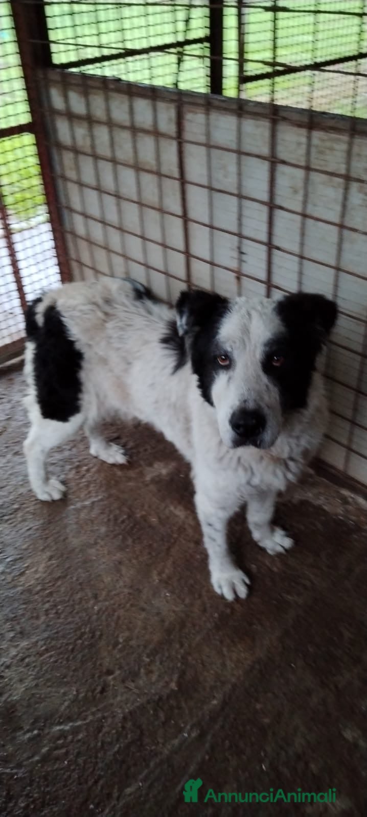 Meticcio cani ADOZIONI DEL CUORE:  - Annuncio 33