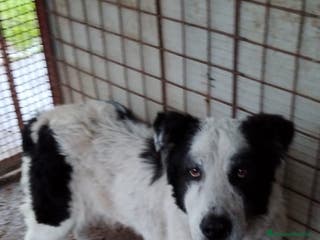 Meticcio cani ADOZIONI DEL CUORE: - Annuncio 8