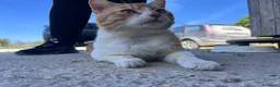 Europeo gatti in regalo: Mango. Gatto cerca la sua famiglia. - Annuncio 4
