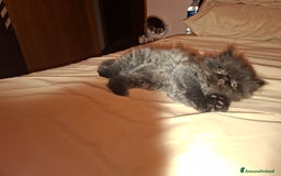 Persiano gatti in vendita: Cuccioli persiano a Provincia di Reggio Emilia - Immagine 1
