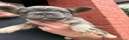Bulldog Francese cani in vendita: Splendidi cuccioli di Bulldog francese a Città metropolitana di Milano - Annuncio 31