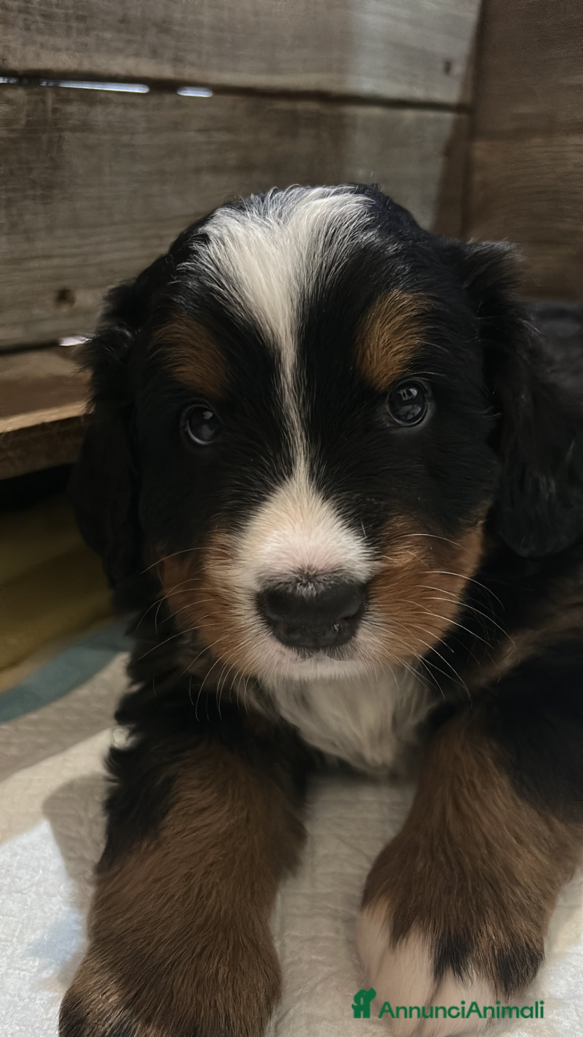 Bovaro del Bernese cani Cucciola bovaro del bernese  - Annuncio 1