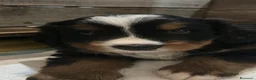 Bovaro del Bernese cani in vendita: Cucciola bovaro del bernese  - Annuncio 1
