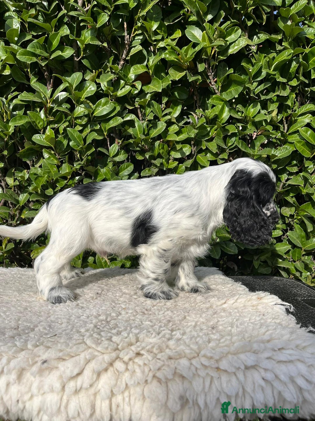 Cocker cani in vendita: Cocker spaniel inglese con pedigree - Annuncio 9