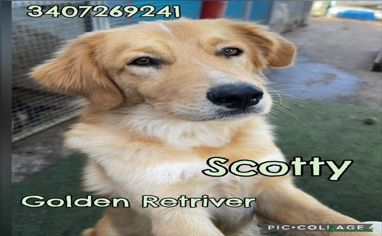 Meticcio cani - Annuncio 2