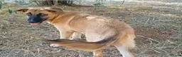 Meticcio cani in regalo: PUCCI, cucciolona tg medio-grande da adottare a Provincia di Padova - Annuncio 1