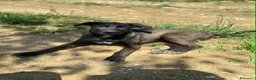 Meticcio cani in regalo: SILVER & STEEL, cuccioli manto argento!  - Annuncio 9