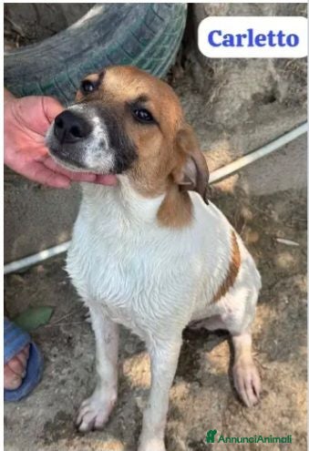 Meticcio cani Carletto 6mesi dal divano al canile!! CALABRIA - Annuncio 12