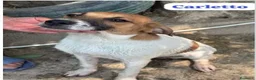 Meticcio cani in regalo: Carletto 6mesi dal divano al canile!! CALABRIA - Annuncio 1