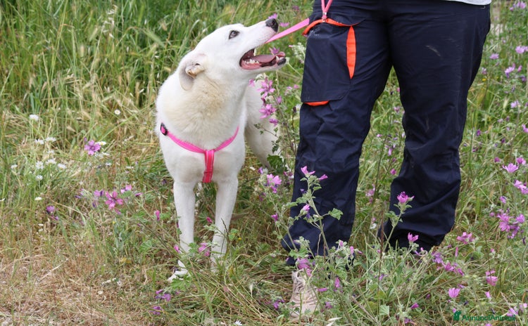 Altre razze cani - Annuncio 15