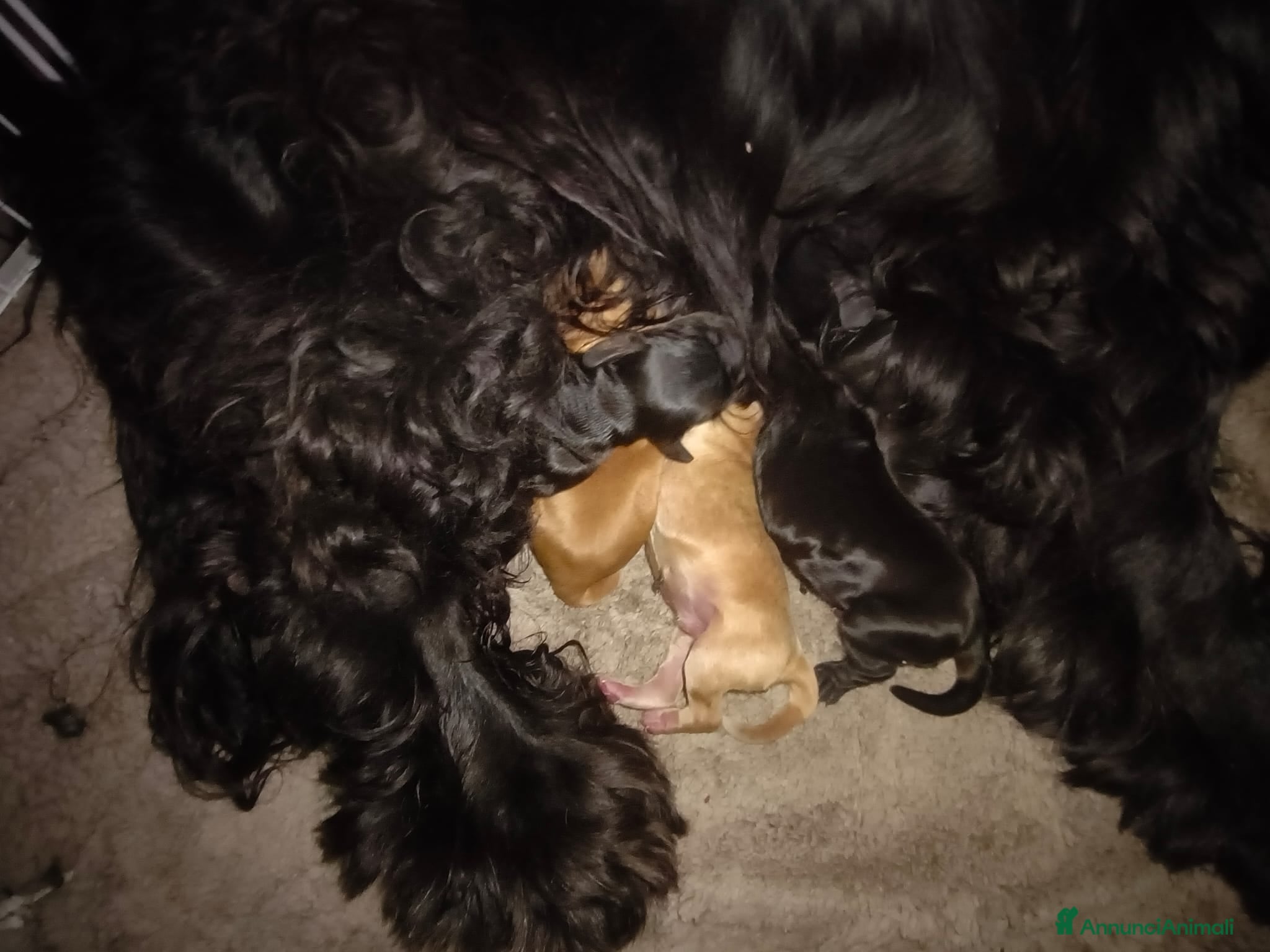 Cocker cani in vendita: Cocker spaniel francini's  - Annuncio 2